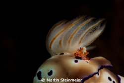 Imperator Shrimp on Nudibranch by Martin Steinmeier 